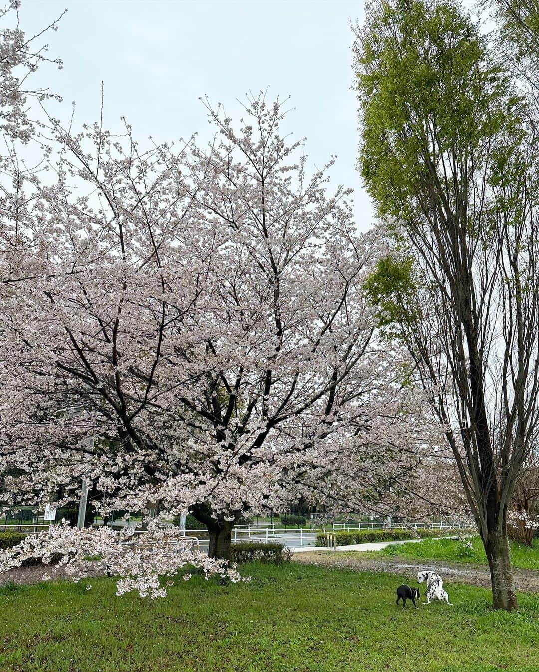 柴田淳さんのインスタグラム写真 - (柴田淳Instagram)「#お花見🌸  家族で雨の中お花見ドライブしてきた時の写真。 車で名所を巡ったのに、寒くて殆ど車から降りず…。」4月3日 9時56分 - shibatajun_official