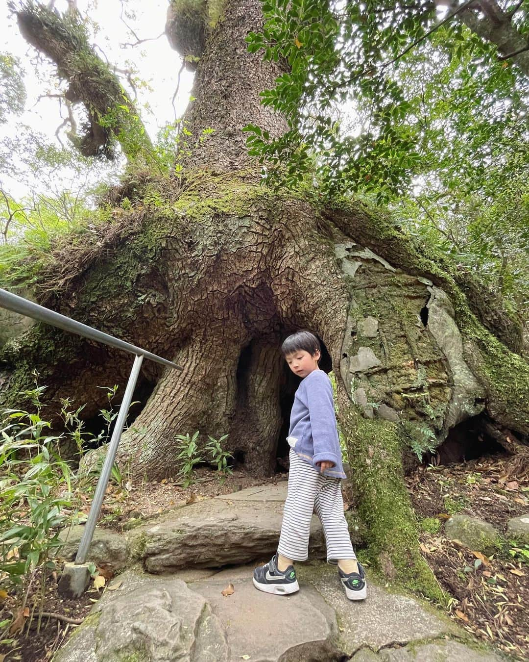 真央のインスタグラム：「先週はお隣の宮崎県へぴゅん🚙 お弁当もって公園で遊び、 鬼と龍神様のいる 東霧島神社へ行ってきた〜⛩✨ この石段、ふりかえってはいけないのだそう！！ ヒーヒー登った先には龍神太鼓があって、 家内安全、健康願ってドーーーンと 3打させてもらった🐉✨ 木の股をくぐり抜けると それはそれはスーッとした空気が抜けていて ほんと不思議💫✨ なんとも、勇ましくユニークな 神社でございました🙏🏻✨  そのあとは温泉入って帰る♨️  身近に大自然のギフトがあって これぞ豊かだぁ〜と思う日々です☺️ . . #東霧島神社 #龍神様#鬼 #神社巡り #かかしの里 #都城#宮崎県」