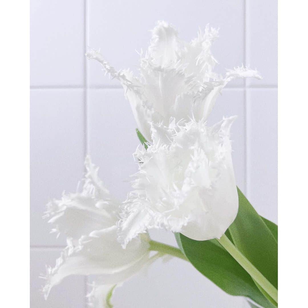 佐川理佳のインスタグラム：「tulip négligé 可愛いなと思っていたフリンジ咲きのチューリップ。 やっと出会えました。しかも白🤍 ネグリジェという品種らしいです。 好きなお花top3に入りました🔝 ずっと咲いていてくれたらいいのに。。  撮影でこんなメイクがしたい🦢」