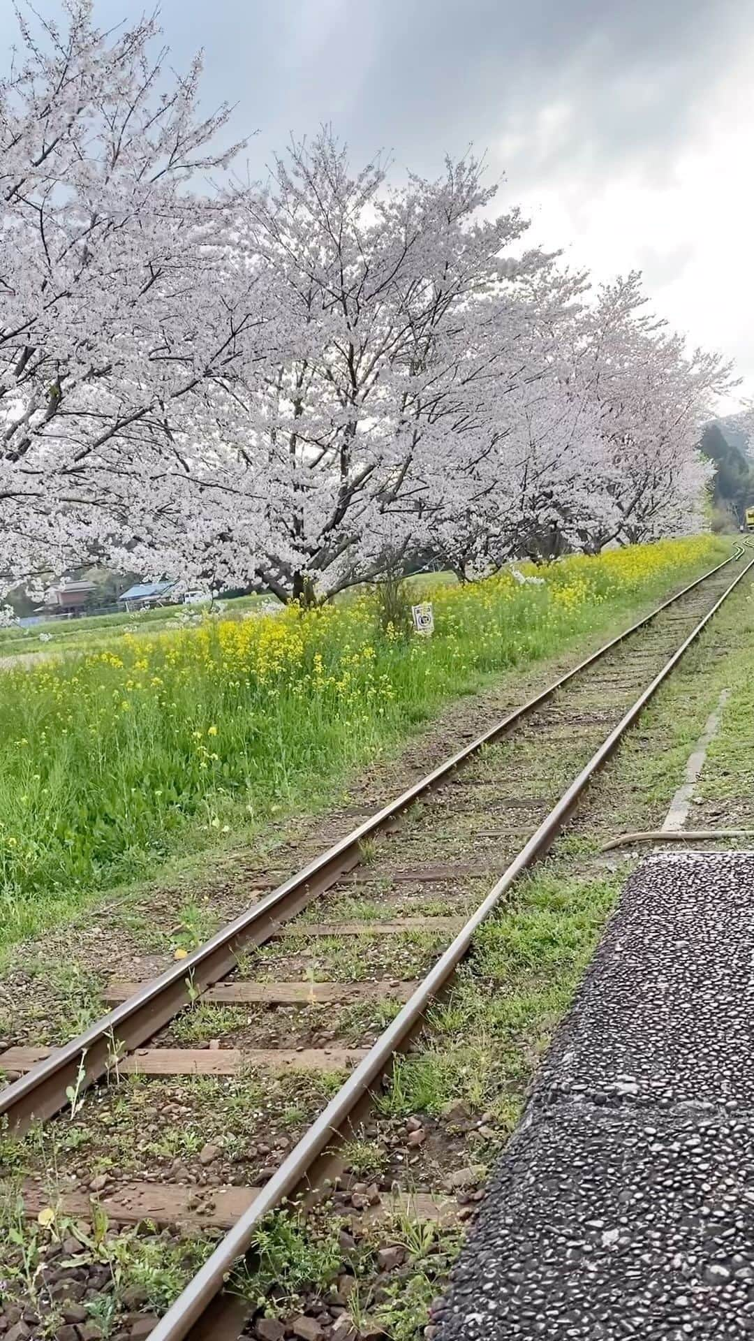 春木みさよのインスタグラム：「いいね付けて下さった皆様🙏 本当に本当にごめんなさい💦 もう一度あげ直しさせて下さい。  いつか乗ってみたいと思っていた  千葉県の『いすみ鉄道』に乗って 桜🌸と菜の花を見て来ましたよ〜😆  桜と菜の花のコラボ！！ 電車の黄色もまたステキです😍  #いすみ鉄道 #ステキすぎる✨ #桜🌸と菜の花 #奥の方から #電車がみえます🚃」