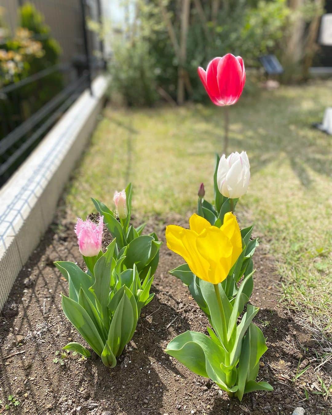 蒲生麻由のインスタグラム：「我が家のお庭も春爛漫🌸 チューリップ、ラナンキュラス、 ジューンベリー、レモン、 ロシアンオリーブ、 ブルーベリーetc… みんな満開🌸  一時、瀕死の状態だったブルーベリーも、 持ち直して可愛いお花が💕 実がなるのが楽しみです🫐 レモンの実もすくすく成長中🍋  #春爛漫 #春の花 #springday  #チューリップ満開  #フリフリチューリップ  #ブルーベリーの花  #ジューンベリーの花  #ラナンキュラス #庭づくり」