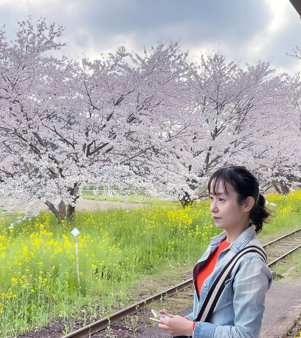 春木みさよさんのインスタグラム写真 - (春木みさよInstagram)「おはようございます😊 本当に菜の花と桜がきれいでした♪  #桜 #菜の花 #春」4月3日 10時37分 - harukimisayo