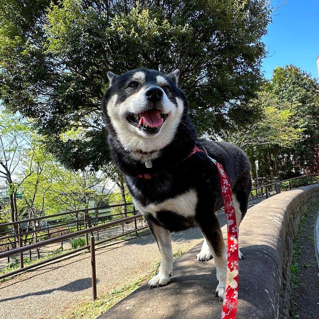vo_coのインスタグラム：「🐾 新しい年度が始まりました 子供たちもそれぞれ保育園で一つ上のクラスになり、準備のルーティンも変わりドタバタ… こたちゃんは年度の切り替わりタイミングでうちに来たので、こたちゃんにとっても新年度です 2023年度もよろしくね ＊ #shibastagram #instashiba #shiba #shibainu #黒柴 #柴犬」