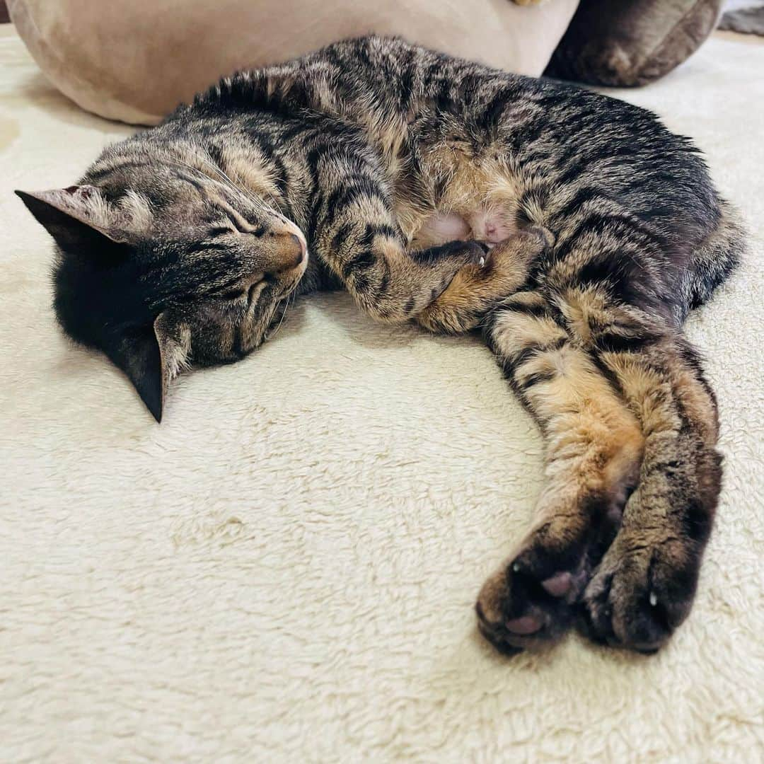 小嶋晶子のインスタグラム：「In spring one sleeps a sleep that knows no dawn.🐈🐾 #cat #cats #browntabby #tortoiseshell #tortoiseshellcat #catstagram #neko #nekostagram #ねこ #ねこ部 #ねこすたぐらむ #ネコ #ネコ部  #キジトラ #キジトラネコ #キジトラ部 #かぎしっぽ #かぎしっぽ猫部 #カギしっぽ #カギしっぽ猫 #お腹ハゲてる #足の裏もハゲてる #サビ #サビ猫 #さび猫 #さび猫女子 #さびねこ部」