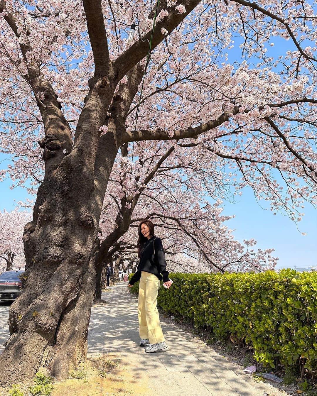 アリスのインスタグラム：「벚꽃을 보는데 벚꽃만을 보려고 어딜 온 적이 있었나 싶었다. 걷는 내내 기분이 너무 좋았다. 내년에도 올 테다. 🕶️🌸」