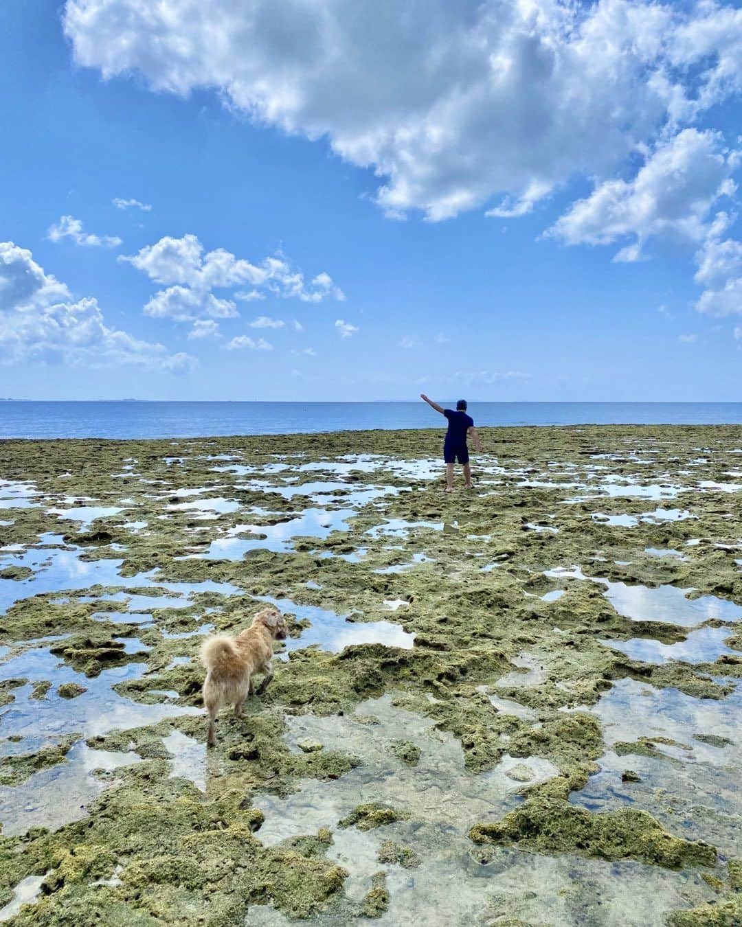 宮本亜門さんのインスタグラム写真 - (宮本亜門Instagram)「まって〜💦  #珊瑚の岩は歩きにくい　#保護犬　#ビート　#宮本亞門　#いぬのきもち　#犬スタグラム　#dog #shelterdog」4月3日 11時22分 - beatamon