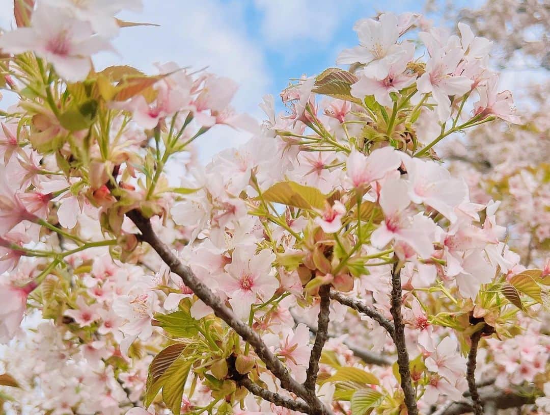 竹内里奈さんのインスタグラム写真 - (竹内里奈Instagram)「🌸 新年度も よろしくお願いします♡ ・ 葉桜だけど とーっても綺麗でした✨ 今年度も学びながら、楽しみながら、がんばるぞ☺️♡ ・ みなさんの新年度、 良いスタートになりますように✨ ・ ・ ・ ・ ・ ・ #新年度 #葉桜 #桜 #cherryblossom #アナウンサー #女子アナ #フリーアナウンサー #竹内里奈」4月3日 11時26分 - rina.takeuch