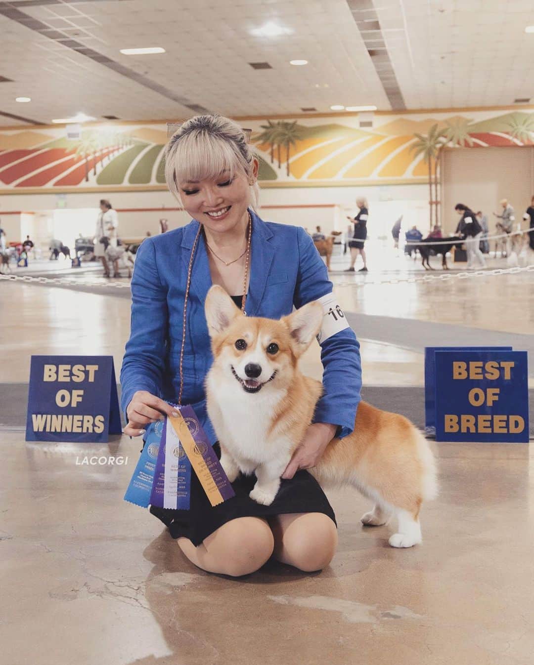 Geordi La Corgiさんのインスタグラム写真 - (Geordi La CorgiInstagram)「Agatha and I had an incredible time at the Bakersfield show! This was just our second weekend out together, and we had a clean sweep, going ✨Winners Bitch✨ all 4 days. Plus, she was Best Opposite on Friday AND Best of Breed over multiple champions on Saturday. 🏆 Over just 4 days, she earned 12 CH points (you need 15 points total for an AKC championship). Swipe to see the ridiculous number of ribbons she earned – GOOD GIRL AGGY!   Special thanks to our friends Bill and Susan for helping show her during Best of Breed while I handled Scotty! It really takes a village and I'm so thankful to have such a supportive community.」4月3日 11時34分 - lacorgi