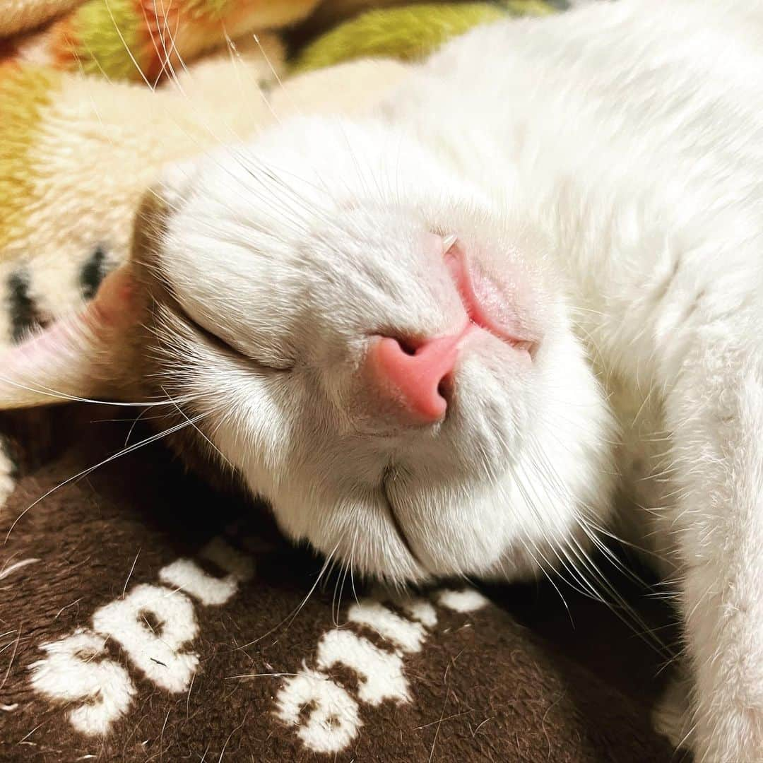 小野崎玲皇さんのインスタグラム写真 - (小野崎玲皇Instagram)「ちゃちゃまるの寝顔🐈🐾」4月3日 11時44分 - leo_onozaki