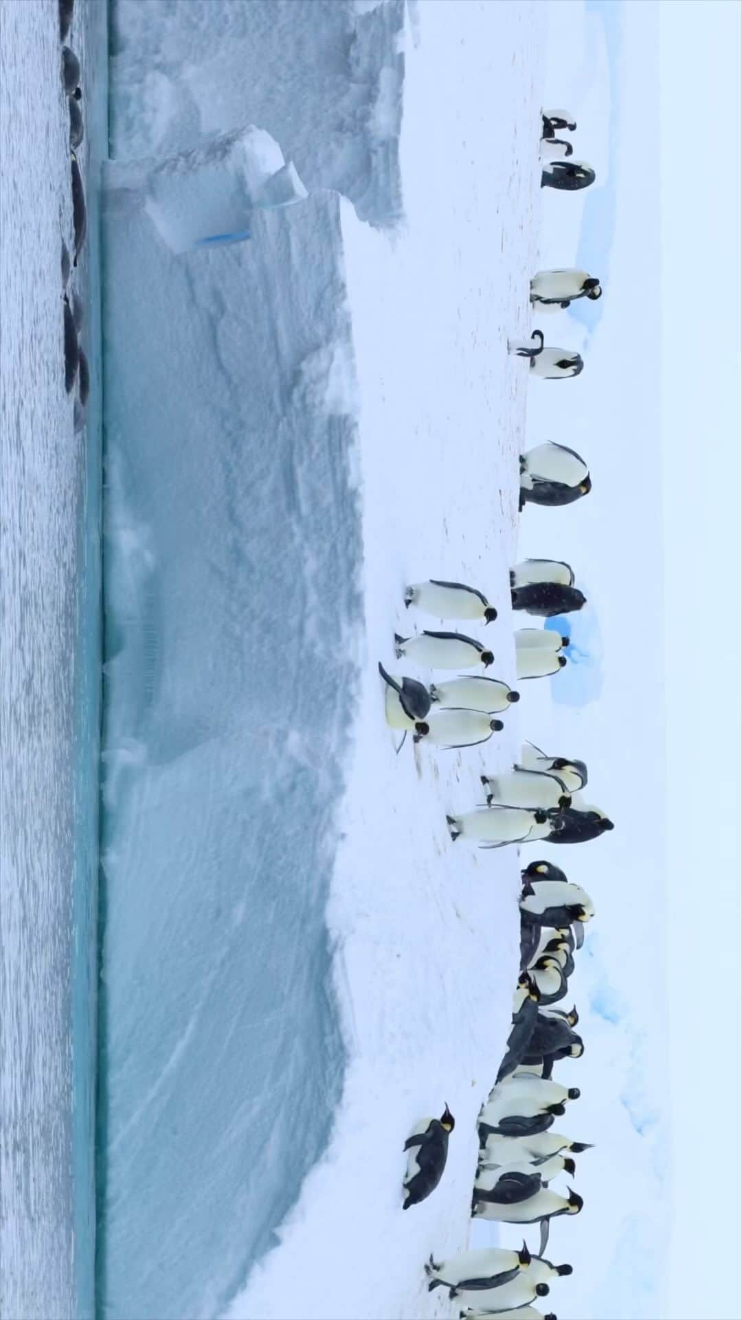 Tim Lamanのインスタグラム：「Video by @TimLaman and @RussLaman.  Emperor Penguins leap off and back on an iceberg in Antarctica.  One of the highlights of our recent trip with @natgeoexpeditions.  But why do you think they are doing this?? Follow us for more wildlife adventures. #emperorpenguin #penguin #antarctica #birds #birdphotography」