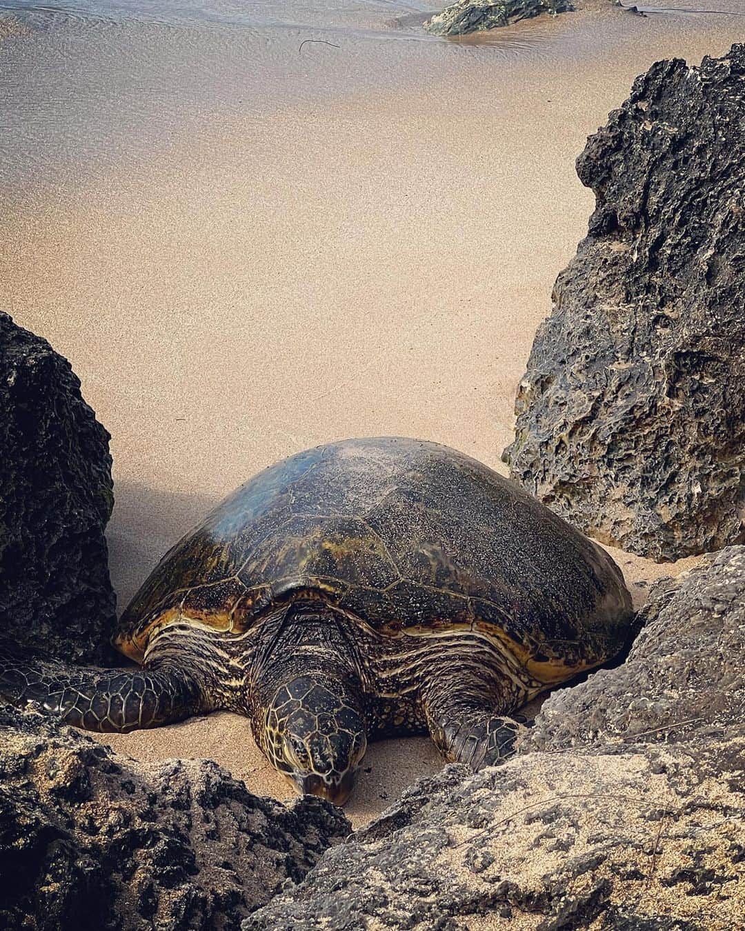 のインスタグラム：「初めてノースショアへホヌに会いに行ったよ🐢💓✨  ラニアケアビーチはホヌ(ウミガメ)にほぼ100%会えるビーチ⛱  ホヌは保護されていて ロープの外から見ることがきてるんだけど その日ビーチにいるホヌの名前や年齢が書いてあるボードが近くに立ててあるの🪧✨  私が行った時は3匹がビーチにいて 日向ぼっこしてるホヌはずーっと眺めてられる不思議な魅力が😍  可愛いね〜🐢🌴  #ラニアケアビーチ #ホヌ#ウミガメ#ノースショア#ハワイ#ハワイ旅行 #ラニアケアビーチ #hawaiilife #honolulu #northshore #laniakeabeach#honu#turtle」