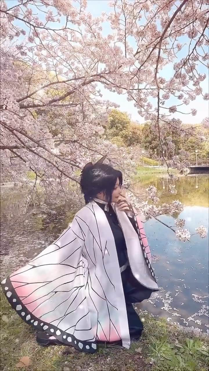 まっぴーのインスタグラム：「胡蝶姉妹でお花見🌸🌸🌸 YouTube〝まめコス〟も見てね💜🦋  #胡蝶しのぶ#胡蝶カナエ#コスプレ #鬼滅の刃#鶴見緑地公園 #cherryblossom #kimetsunoyaiba #cosplay」