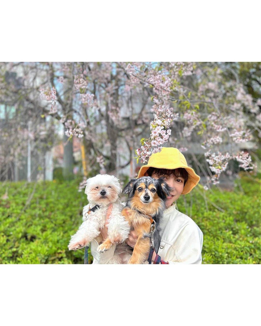 菅原沙樹さんのインスタグラム写真 - (菅原沙樹Instagram)「🐶🌸」4月3日 12時30分 - saki313apo