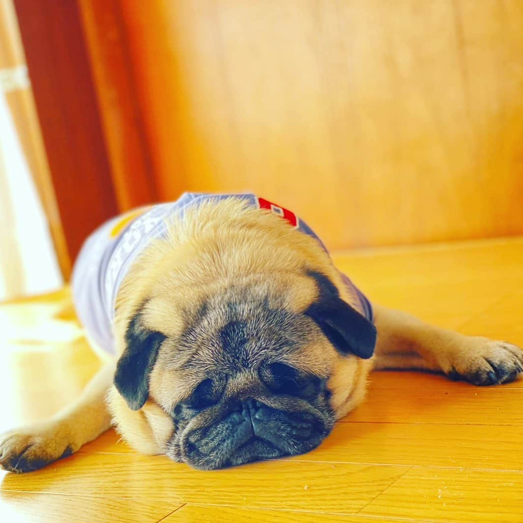 飯田将成さんのインスタグラム写真 - (飯田将成Instagram)「昼寝🥱  #pug #パグ #dog」4月3日 12時30分 - masanariiida