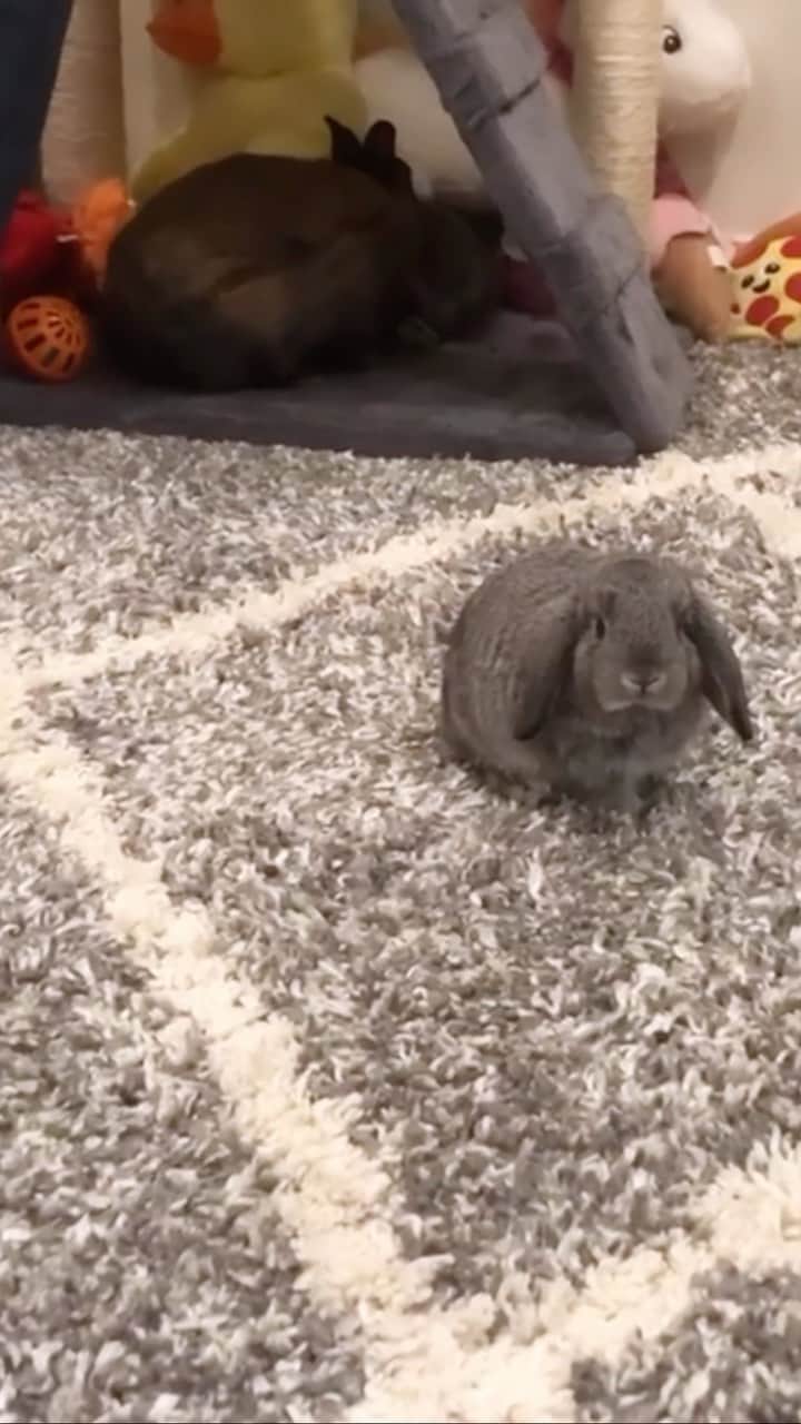 オリビア・タイのインスタグラム：「these little fuzz balls are so soft 🥰  #bunnie #bunniesthatlunch #bunniesofig #bunniesofinstagram🐇🐰❤️ #bunniesarethebest #cutebunniesdaily」
