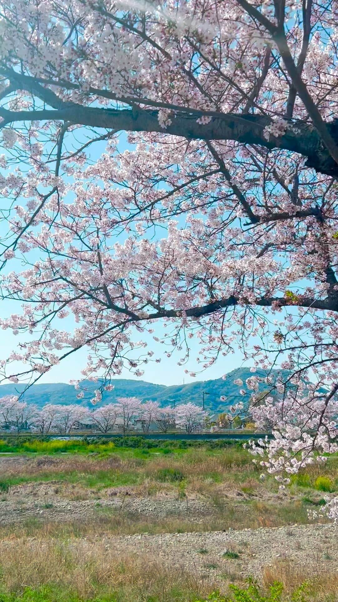 メグのん♡ A k i k oのインスタグラム：「🧚‍♀️🌸」