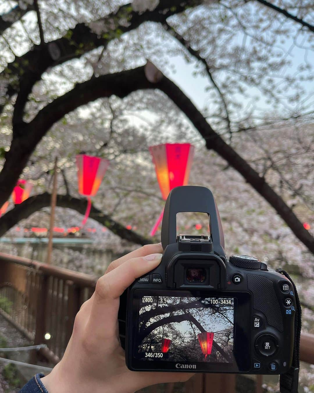 高井千帆さんのインスタグラム写真 - (高井千帆Instagram)「⁡ 目黒川で見たのは今年が初めてでした🌸🍃 ⁡ 新年度もいろんな景色みて 大きく深呼吸して楽しんでいこうね☺️💭 ⁡ 春服着れてるんるんな感じ出してますが まだ中にヒートテック着てるんだ…笑」4月3日 22時26分 - chiho_takai_official