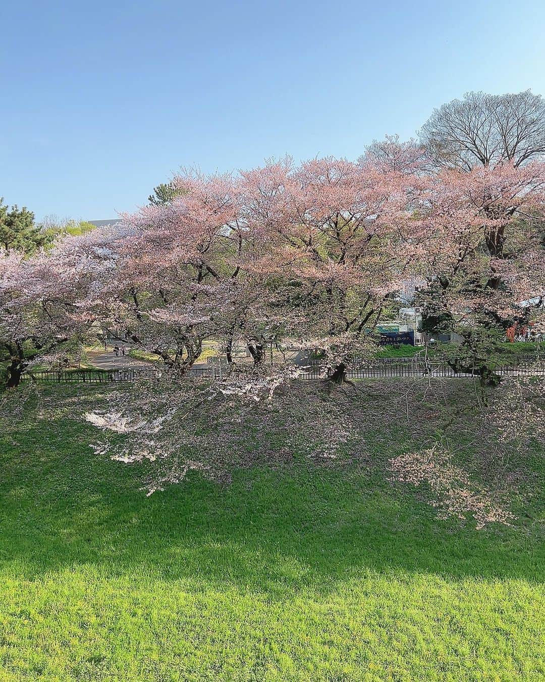 藤本冬香さんのインスタグラム写真 - (藤本冬香Instagram)「25歳になりました🌱  今日はお花見に行ったのですが、 とっても桜が綺麗でした🌸  この一年もよろしくお願いします☺︎  #桜  #お花見  #誕生日」4月3日 22時36分 - fuyuka_43