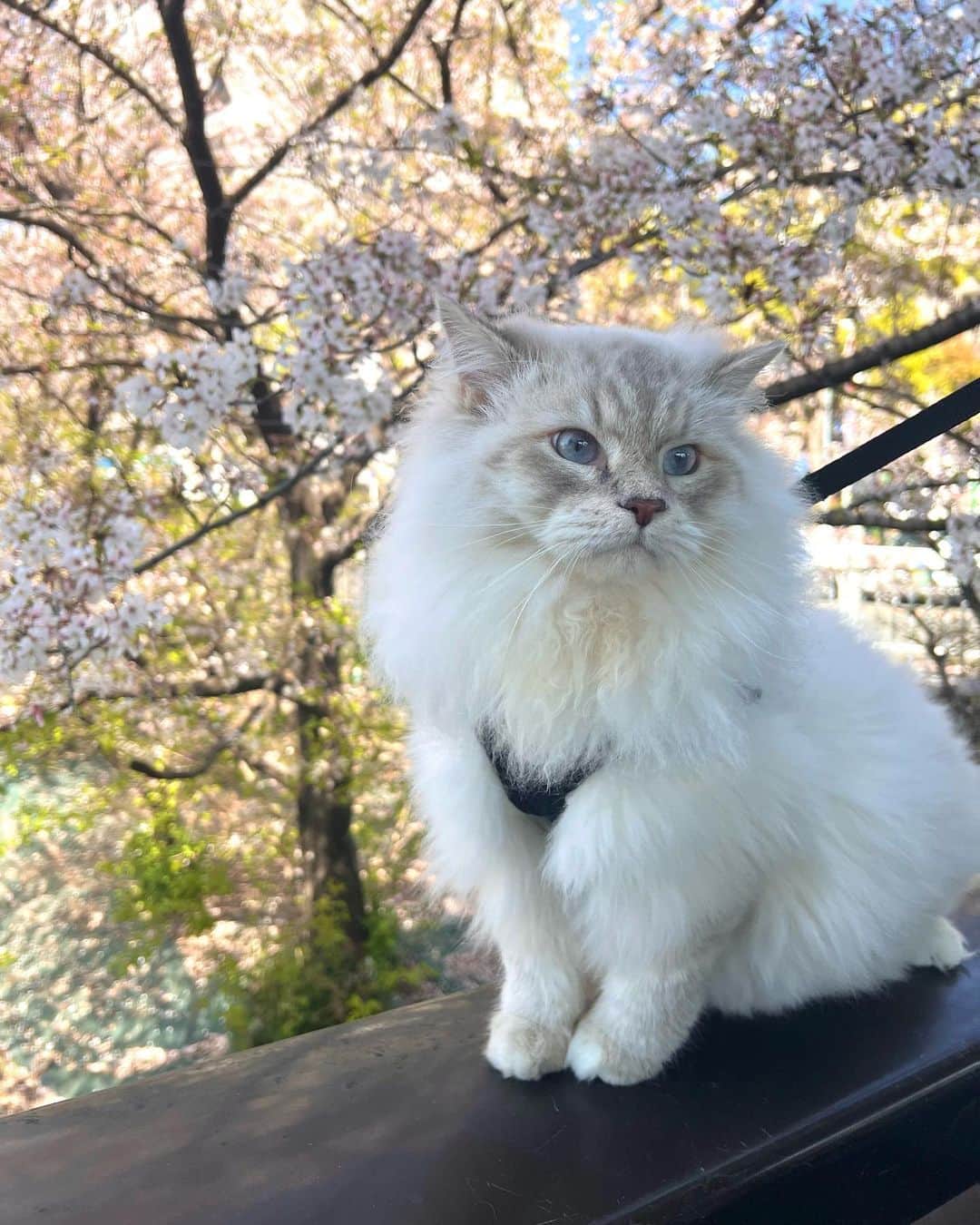 DJ NANAさんのインスタグラム写真 - (DJ NANAInstagram)「こっちも載せておこう♡  #サイベリアン #多頭飼い #10ヶ月 #男の子 #ロシア猫 #猫散歩 #愛猫」4月3日 22時28分 - dj_nana092