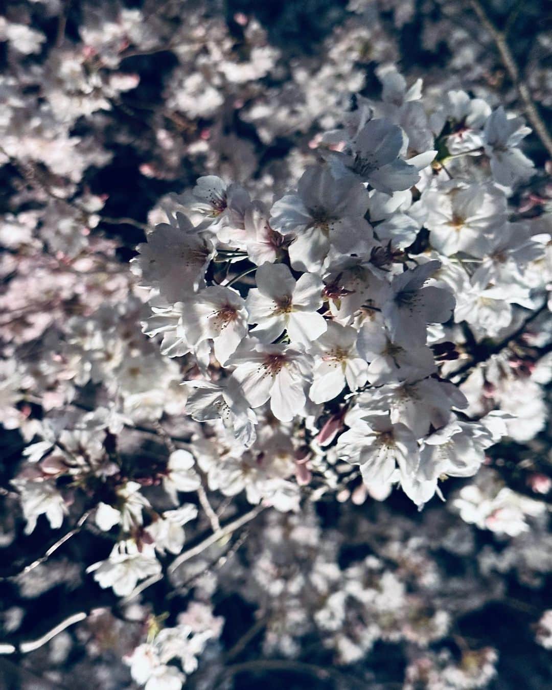 向田真優さんのインスタグラム写真 - (向田真優Instagram)「⁡ 週末に少しだけ四日市に帰りました☺️✨ ・ 海蔵川の桜は凄く綺麗でした🥰🌸 散る前に綺麗な桜を見る事が出来て良かったです😊🌵✨ ・ ・ #四日市 #四日市市観光大使 #海蔵川 #桜祭り #桜」4月3日 22時44分 - mucchan_622
