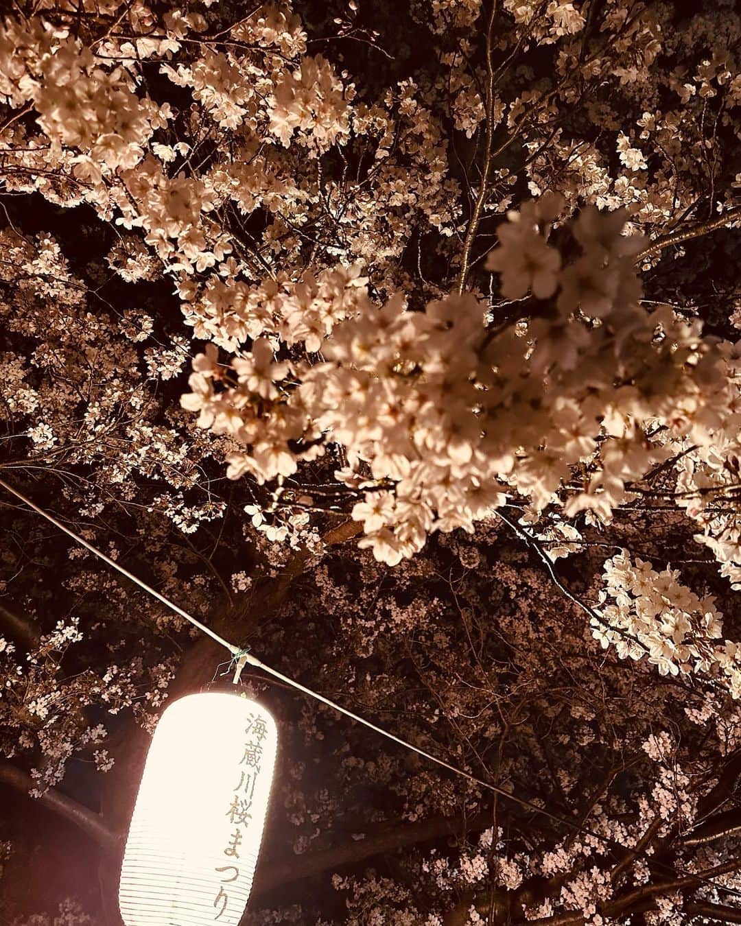 向田真優のインスタグラム：「⁡ 週末に少しだけ四日市に帰りました☺️✨ ・ 海蔵川の桜は凄く綺麗でした🥰🌸 散る前に綺麗な桜を見る事が出来て良かったです😊🌵✨ ・ ・ #四日市 #四日市市観光大使 #海蔵川 #桜祭り #桜」
