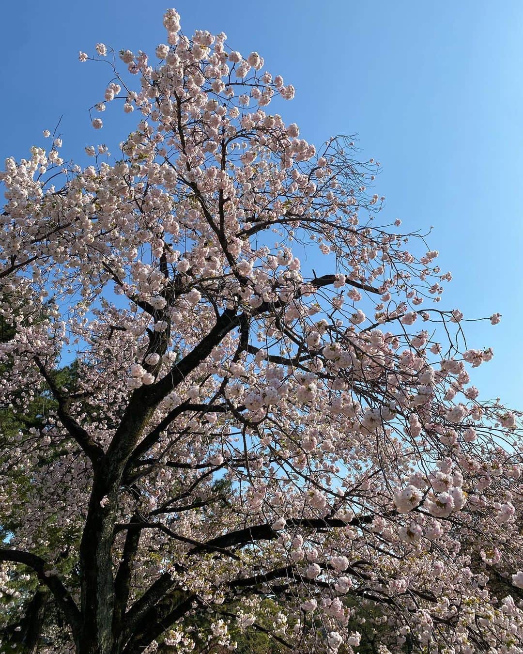 徳重杏奈さんのインスタグラム写真 - (徳重杏奈Instagram)「🌸 花粉に負けずきょうもお花見。 ⁡ 新宿御苑の八重桜は 今年も素晴らしかった！！！ ⁡ 二人組の女性に写真をお願いしたら 子どもの機嫌をとりながら 明るさもかえながら 何枚も撮ってくれました。 後でみてみたら、最後に動画まで🥲 ⁡ わたしも今度誰かに頼まれたら やってみよっと💝 ⁡ ⁡ ⁡ #新宿御苑 #新宿御苑桜 #八重桜 #一葉」4月3日 22時43分 - anna.tokushige