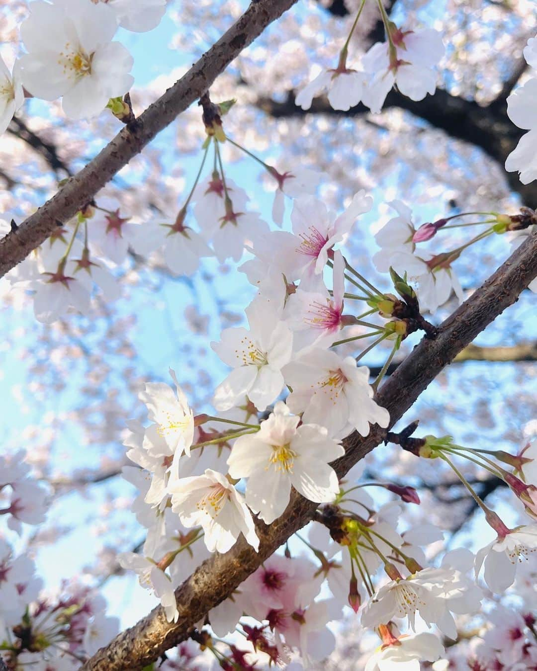 美香のインスタグラム：「桜🌸満開と京都グルメを楽しむ旅  研野さん、リピート確定❣️  最近はんぱな薄っぺらいお店が増えたが間違いなく最高でした⭐️⭐️⭐️😃  #桜 #京都 #京都美食  #ワインはブルゴーニュ #美食 #研野 #リピ確定」