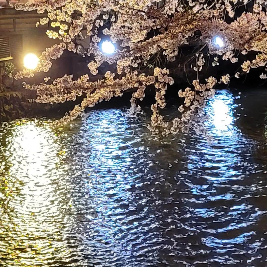 岡本真夜さんのインスタグラム写真 - (岡本真夜Instagram)「あぁ綺麗✨️  #夜桜 #桜 #綺麗 #sakura #flowers  #japan」4月3日 22時58分 - mayookamoto510