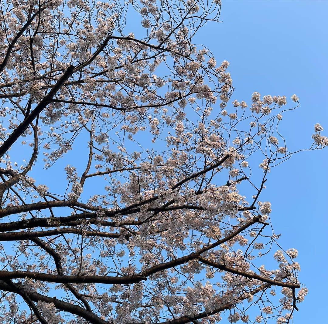 渡辺梨夏子さんのインスタグラム写真 - (渡辺梨夏子Instagram)「今日から新生活のはじまりという方もいたのではないでしょうか🌷おめでとうございます🎉わたしも職場で新しい仲間を迎えたり、久しぶりに会った友達が新しい仕事に挑戦していたり、はじめての環境で頑張っていたり、ぴゅあぴゅあで真っ直ぐな想いにたくさん元気をもらいました！わたしも今年度？やってみたいことが沢山あり過ぎるんですが（笑）欲張りにやってみたいことに取り組みたいと思います〜今年もなんだかんた色んな場所で桜見られてうれしかったな〜〜！  #記憶の記録#めも #週末記録#お花見 #🌸#🍡#🐇」4月3日 23時19分 - riiiico462