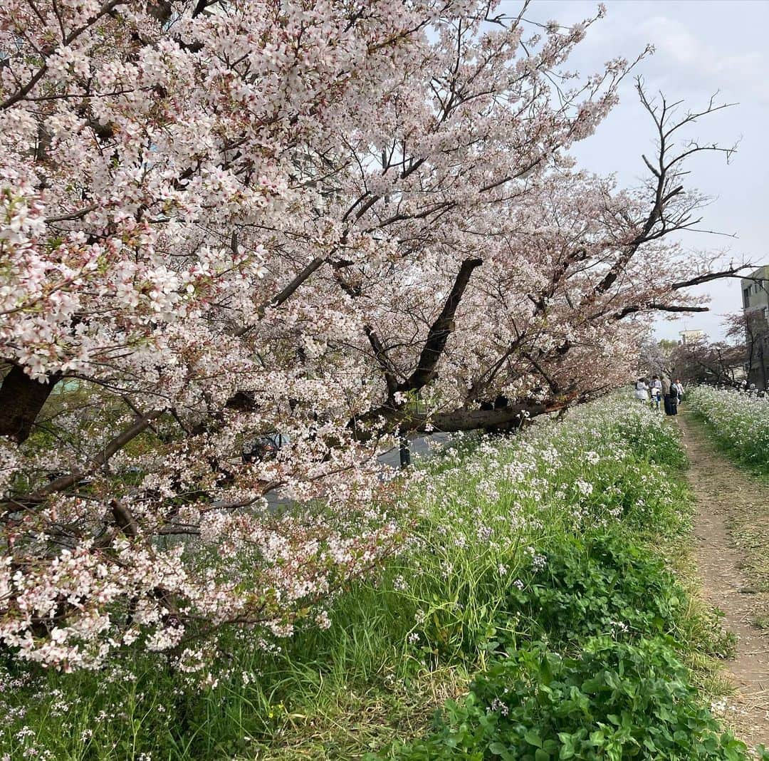 渡辺梨夏子さんのインスタグラム写真 - (渡辺梨夏子Instagram)「今日から新生活のはじまりという方もいたのではないでしょうか🌷おめでとうございます🎉わたしも職場で新しい仲間を迎えたり、久しぶりに会った友達が新しい仕事に挑戦していたり、はじめての環境で頑張っていたり、ぴゅあぴゅあで真っ直ぐな想いにたくさん元気をもらいました！わたしも今年度？やってみたいことが沢山あり過ぎるんですが（笑）欲張りにやってみたいことに取り組みたいと思います〜今年もなんだかんた色んな場所で桜見られてうれしかったな〜〜！  #記憶の記録#めも #週末記録#お花見 #🌸#🍡#🐇」4月3日 23時19分 - riiiico462