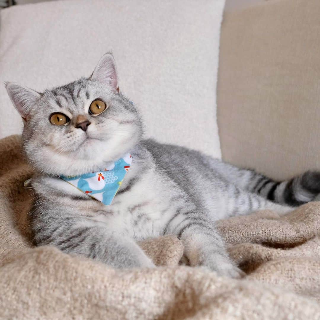 catinberlinさんのインスタグラム写真 - (catinberlinInstagram)「Are we doing a bandana for Easter? 😻 catinberlin.com  #catinberlin #cats #cat #catsofinstagram #katze #easter #bandana #cute #adorable #pets #petsofinstagram #animals #neko #lovecats #weeklyfluff #fluffy」4月3日 23時19分 - catinberlin