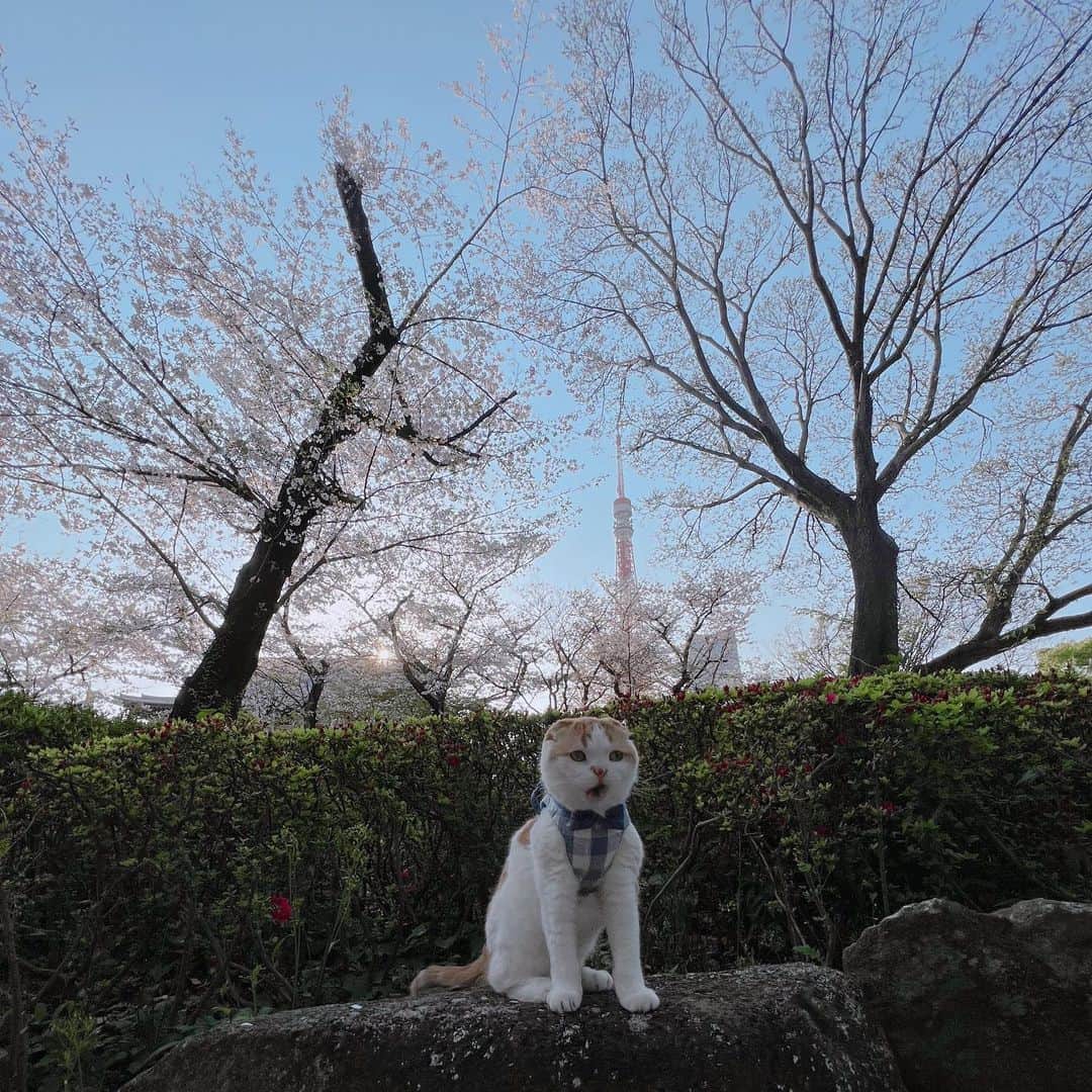 のんたさんのインスタグラム写真 - (のんたInstagram)「のんちゃんと桜2023🌸 今年ものんちゃんと一緒に桜を見に行くことができました。 また何回かにわけて投稿します！ 楽しみにしててくださったら嬉しいです💕  #桜#のんちゃんと桜を見たよ  #scottishfold #catstagram_japan #catsofinstagram #cats_of_instagram#catoftheday #ilovemycat #bestmeow #catlover #cutecat #kittensofinstagram #cute #スコティッシュフォールド」4月3日 23時14分 - utacci