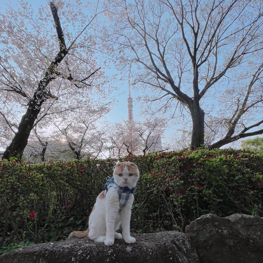 のんたのインスタグラム：「のんちゃんと桜2023🌸 今年ものんちゃんと一緒に桜を見に行くことができました。 また何回かにわけて投稿します！ 楽しみにしててくださったら嬉しいです💕  #桜#のんちゃんと桜を見たよ  #scottishfold #catstagram_japan #catsofinstagram #cats_of_instagram#catoftheday #ilovemycat #bestmeow #catlover #cutecat #kittensofinstagram #cute #スコティッシュフォールド」