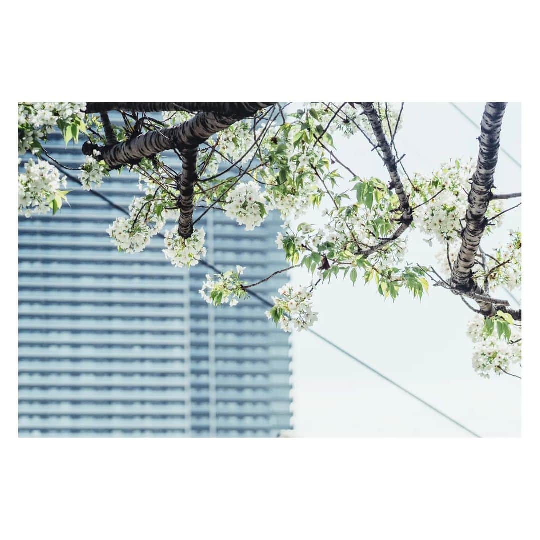 マスダヒロシさんのインスタグラム写真 - (マスダヒロシInstagram)「桜は街中の方が映える。都会のところどころに身勝手に咲いて人目集めたかと思うとさっさと散ってしまう。その傲慢さが良いのです。 . . .」4月3日 23時16分 - masudahiroshi