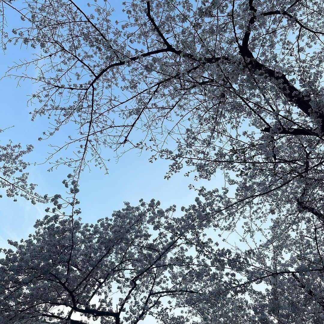 kyoco_ococさんのインスタグラム写真 - (kyoco_ococInstagram)「🌸🖼️  今年の桜は散るのが早い気がする。。。 もうすぐ散ってしまいそうで寂しいけど、 その後の新緑の季節もすごく好き🌳🤍  沢山見た桜の記録😌🌸  #さくら#桜#テレビ塔」4月3日 23時17分 - kyocoococ