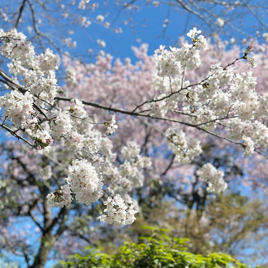 kyoco_ococさんのインスタグラム写真 - (kyoco_ococInstagram)「🌸🖼️  今年の桜は散るのが早い気がする。。。 もうすぐ散ってしまいそうで寂しいけど、 その後の新緑の季節もすごく好き🌳🤍  沢山見た桜の記録😌🌸  #さくら#桜#テレビ塔」4月3日 23時17分 - kyocoococ