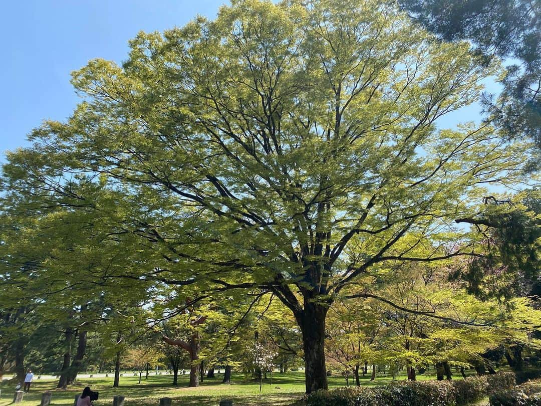 田添菜穂子さんのインスタグラム写真 - (田添菜穂子Instagram)「御所の周りの京都御苑の桜。  満開の桜もまだまだありました！  さすが御苑、桜の木が元気いっぱいで素晴らしい。 当然ながら手入れがとても行き届いているのだなあ、と。 新緑の木々も松も美しかったです。  #京都御苑 #京都御苑の桜」4月3日 23時30分 - nahokotazoe