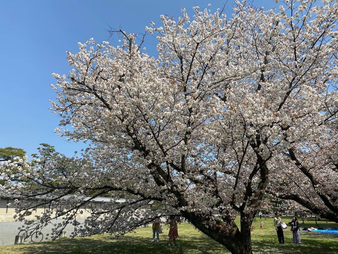 田添菜穂子さんのインスタグラム写真 - (田添菜穂子Instagram)「御所の周りの京都御苑の桜。  満開の桜もまだまだありました！  さすが御苑、桜の木が元気いっぱいで素晴らしい。 当然ながら手入れがとても行き届いているのだなあ、と。 新緑の木々も松も美しかったです。  #京都御苑 #京都御苑の桜」4月3日 23時30分 - nahokotazoe