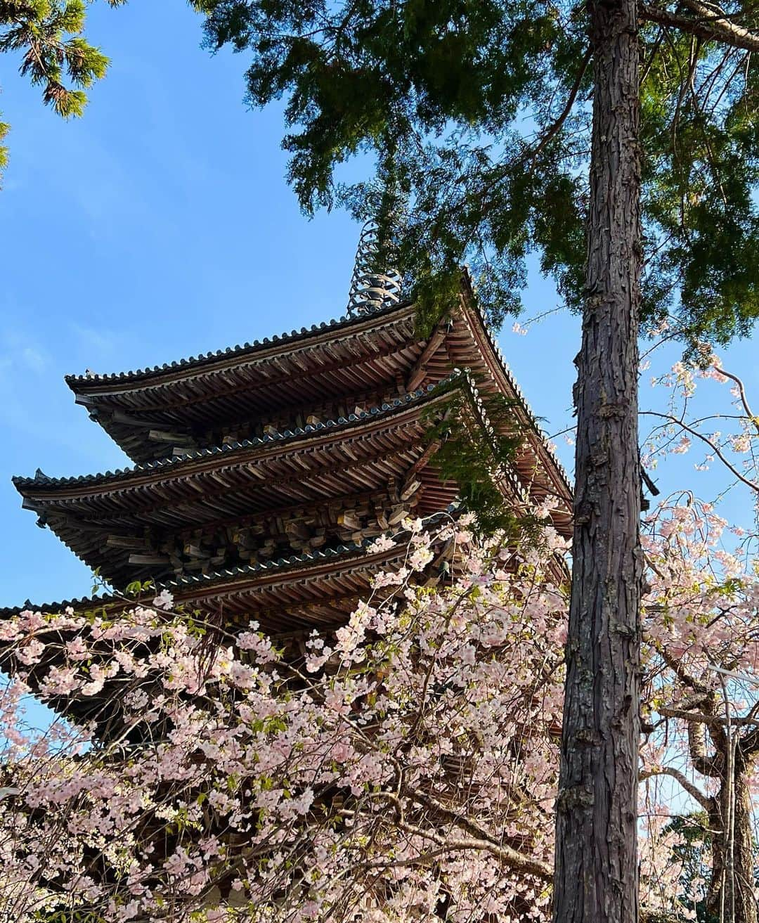 駒田奈美さんのインスタグラム写真 - (駒田奈美Instagram)「・ ・ ・ 『京都へ』 ・ ・ 桜を見に京都へ ・ ・ 醍醐寺は初めて… ・ 先週末はもう散り始めている桜の木も多かったので 桜吹雪も楽しめました ・ ・ また満開の時期に訪れたいな🌸 ・ ・ ・ #駒田奈美#モデル#アラフィフ#美魔女＃旅行#京都#桜#桜スポット #醍醐寺#桜吹雪#京都観光 #京都旅行 #お花見」4月3日 14時53分 - nami.komada