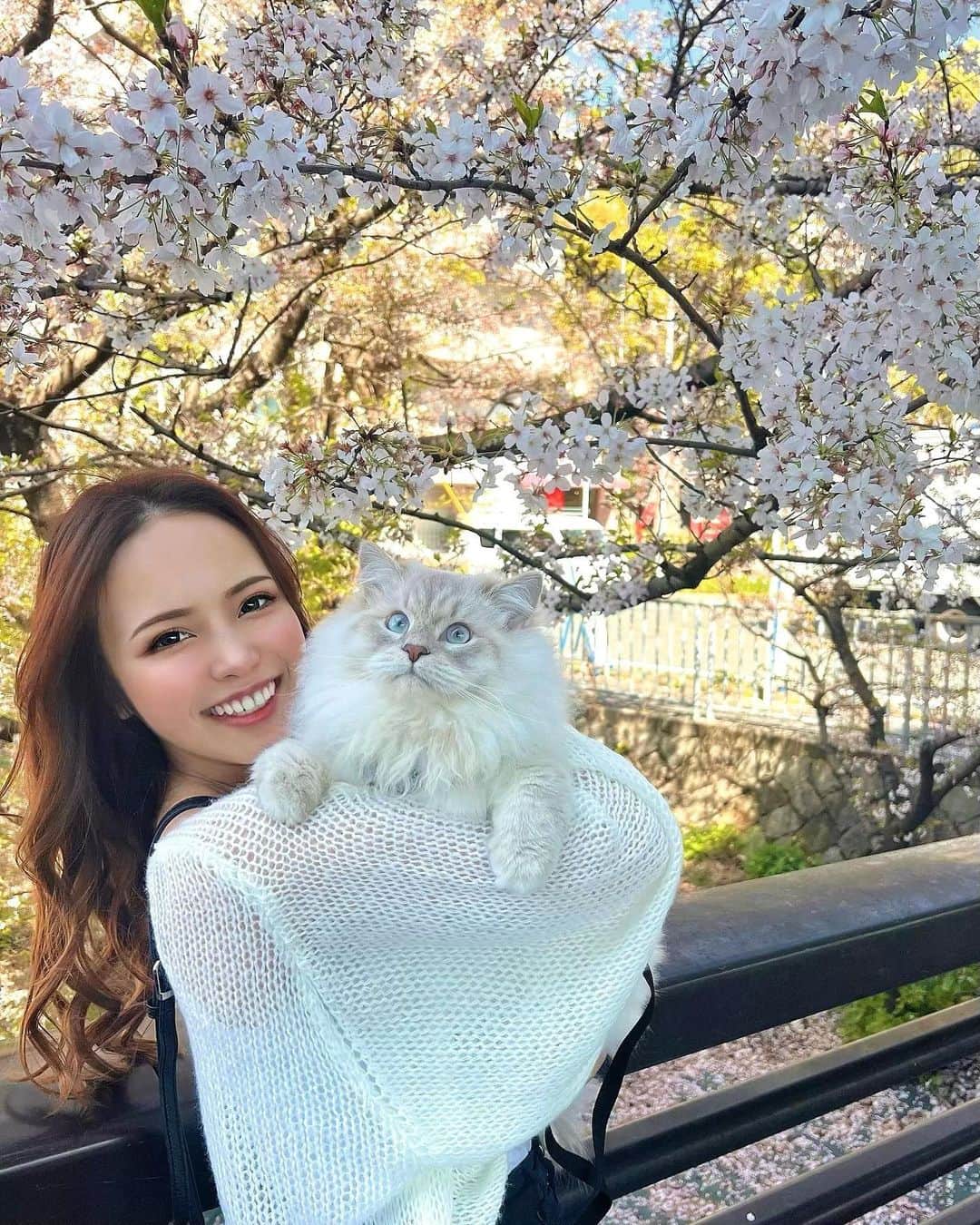 DJ NANAのインスタグラム：「花よりにゃんこ🐈🌸  #愛猫 #愛猫家 #サイベリアン #男の子 #リンクスポイントアンドホワイト #10ヶ月 #猫散歩 #春 #お花見 #桜 #猫好きな人と繋がりたい」