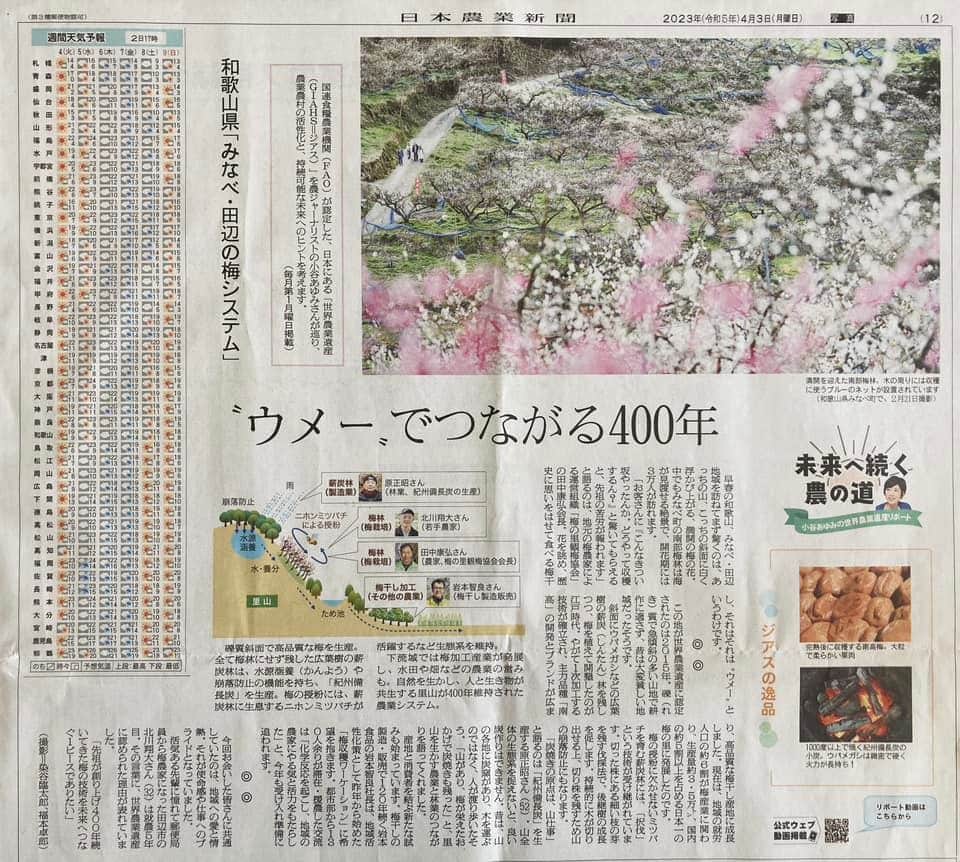 小谷あゆみのインスタグラム：「世界農業遺産の月イチ旅エッセイ 新連載が始まりましたー❣️ 13回シリーズの第1回は、和歌山・みなべ田辺の梅システム。 日本一🇯🇵の梅生産と最高品質の紀州備長炭を生み出した里山と生き物と人の共生 日本農業新聞の写真部とベジアナのコラボ企画！ 紙面と同時にYouTube配信 是非じっくりご覧ください〜 #みなべ田辺の梅システム #世界農業遺産 #GIAHS #未来へ続く農の道 （見出しは新聞デスクが考えました。あしからず〜）」