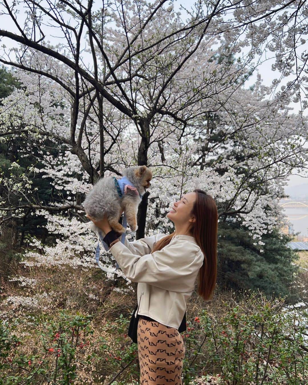イ・ダヘのインスタグラム：「우리 그레이튼이랑 벚꽃앞에서 시그니쳐 포즈🤣 빨리 질것같아서 벌써부터 아쉽다…예쁜 #벚꽃」
