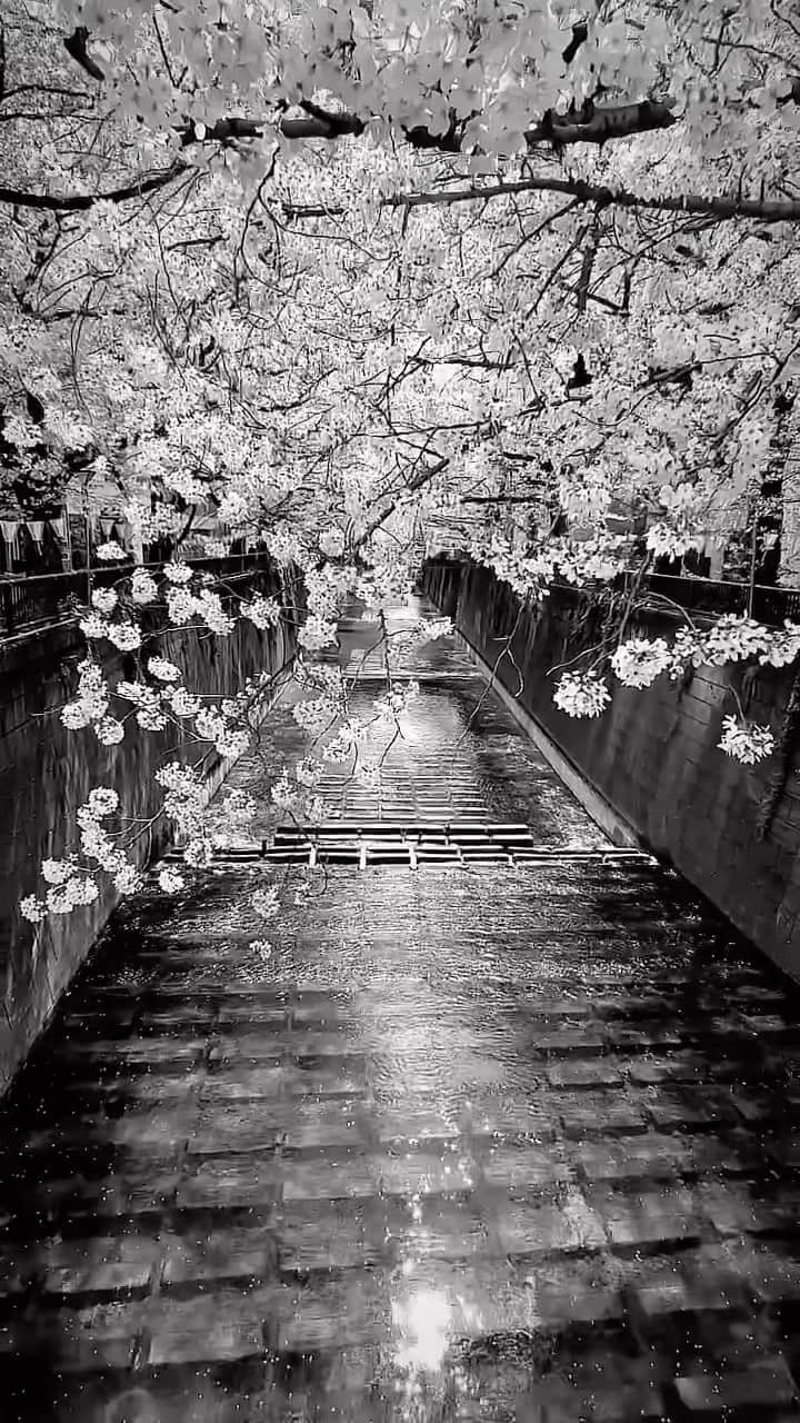 のインスタグラム：「You gave us so many wonderful worlds.  Really really thanks.  Please keep playing the piano for us and our planet…  Bon voyage.  #坂本龍一 #ryuichisakamoto」