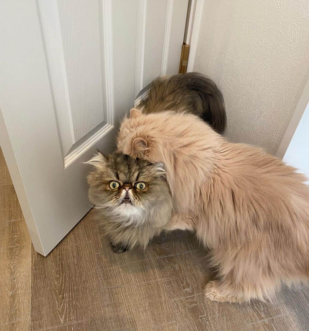 ミッシュさんのインスタグラム写真 - (ミッシュInstagram)「捕まりました🙄  #マウたん 🐈‍⬛ #ミッシュ 🐈#兄貴に #捕獲されました  #これでも仲良しです  #ロン毛ブラザーズ  #エキゾとペルシャ  #激しい遊び  #いつも鬼は兄」4月3日 15時31分 - misch1207s