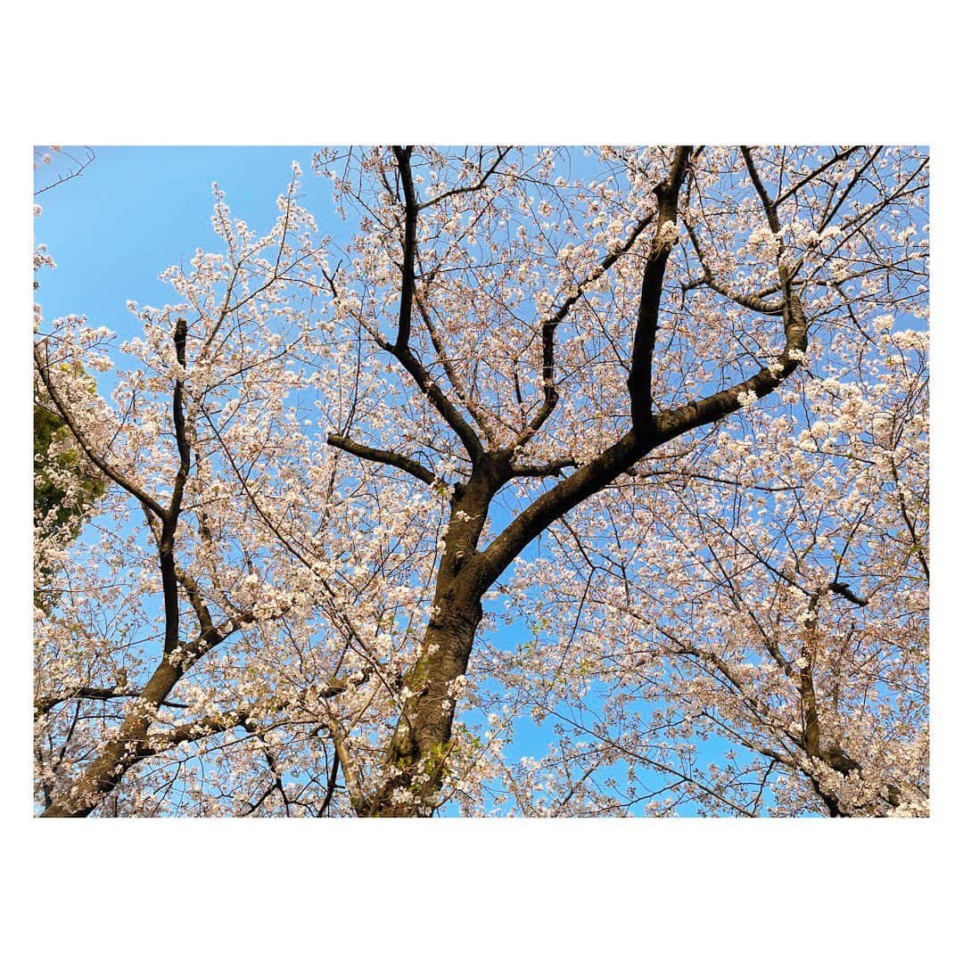 三倉佳奈さんのインスタグラム写真 - (三倉佳奈Instagram)「4月になりましたね！ 連日気候も良くて気持ちの良い新年度のスタートです☺︎  少しの間母が東京に来てくれていたので、週末は茉奈ファミリーと母と我が家で"あらかわ遊園"に遊びに行ってきました🎡  初あらかわ遊園だったんですが、小さい子向けの乗り物がたくさん、大きい滑り台や遊具もあって、動物と触れ合えて川も流れていて桜も綺麗で...楽しめましたー✨  水の中にいる時間が長めだった姪っ子。 姪っ子LOVEの娘は付きっきりで遊んで嬉しそうでした☺︎  春休みのいい思い出になりました🌸  #あらかわ遊園 #春のおでかけ #🌸」4月3日 15時40分 - kana_mikura0223