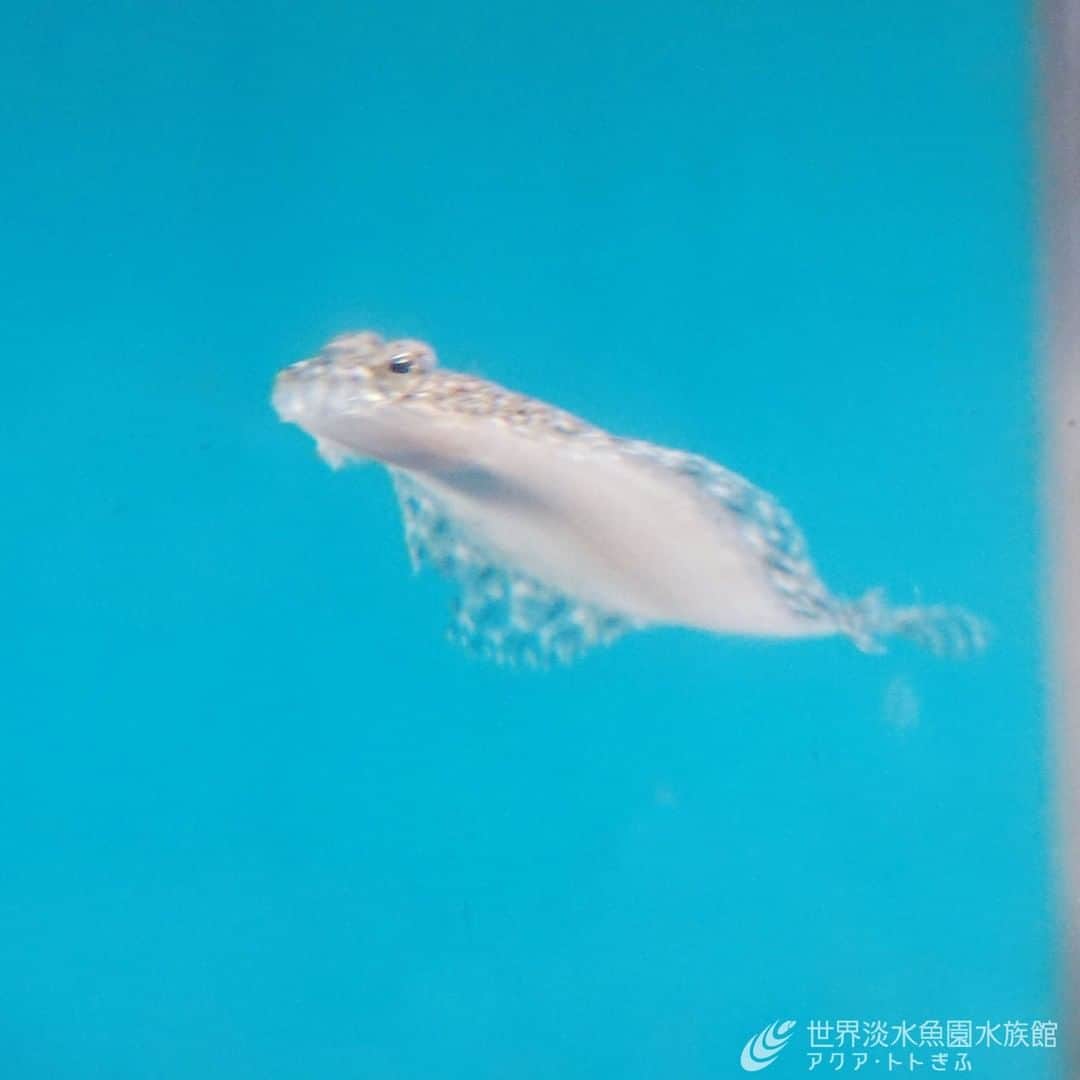 世界淡水魚園水族館 アクア・トト ぎふのインスタグラム：「ゆらゆら飛ぶUFOです。 いえ、イシガレイです。  春夏限定で イシガレイの幼魚を展示しています。  砂地の上にいるときは、見つけるのが大変な程うまく周囲に紛れています。館内3階でご覧いただけますので、ぜひ探してみてくださいね。  #アクアトト #水族館 #aquarium #オアシスパーク #河川環境楽園」