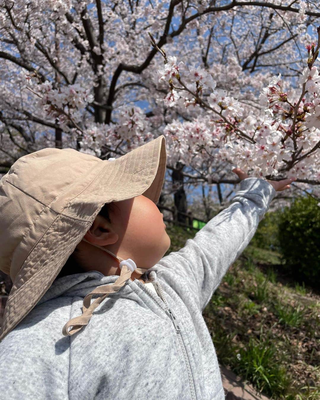 ボールボーイ佐竹のインスタグラム：「花見🌸  それもいいけど  ほっぺたが  むっちりむちむち  最高です。  今年度も皆様、 頑張りますので 何卒よろしくお願い致します🙇🏻‍♂️  #ボールボーイ佐竹 #花見 #完太日記」