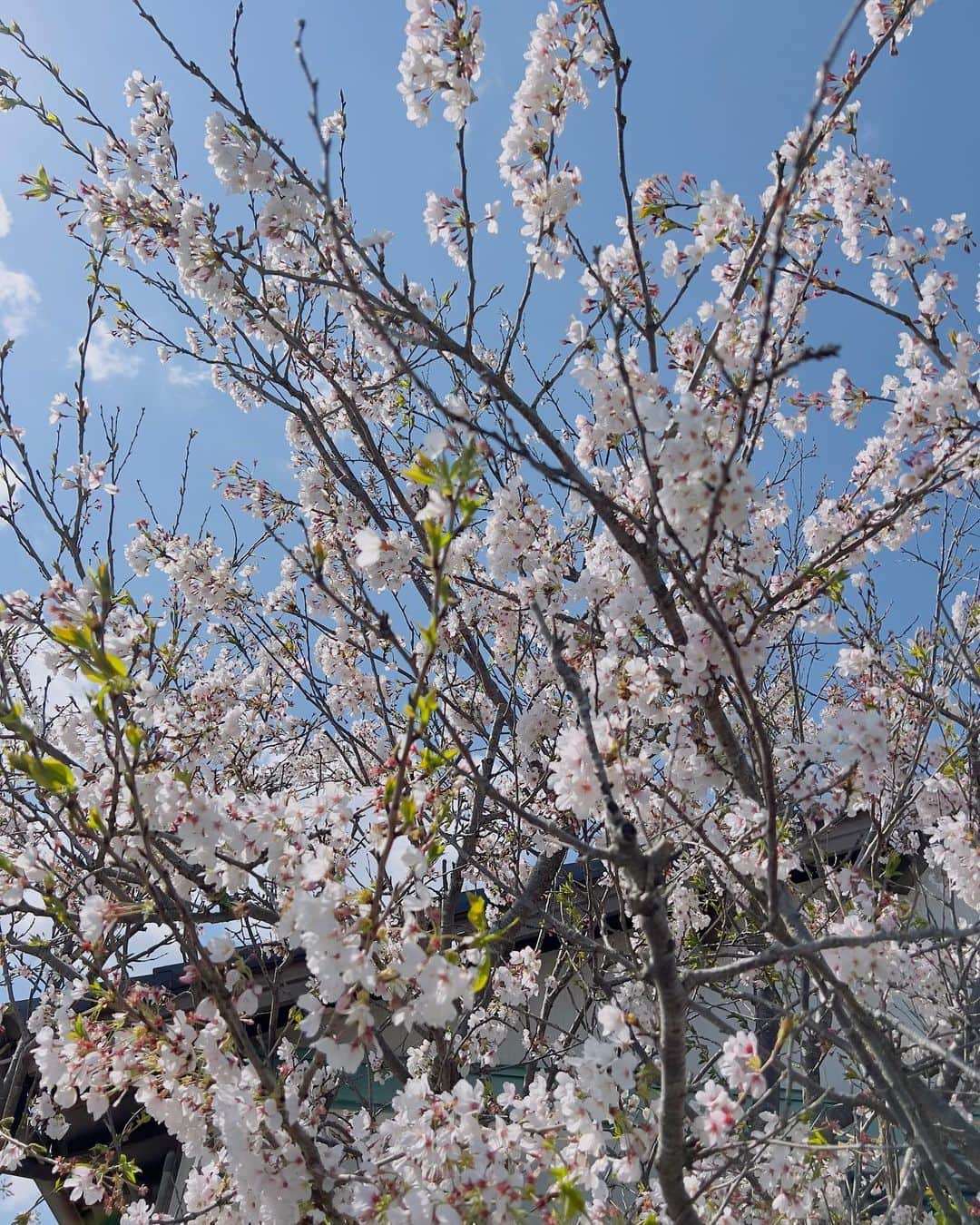 岡部亜紀さんのインスタグラム写真 - (岡部亜紀Instagram)「🌸🌿  散り際の桜も美しい  白淡いピンク濃いピンク赤そして緑 色のグラデーションが可愛くてたまらん  #今日の桜 #日本人は桜が好き #自然こそ芸術 #cherryblossom」4月3日 16時14分 - akiokabe