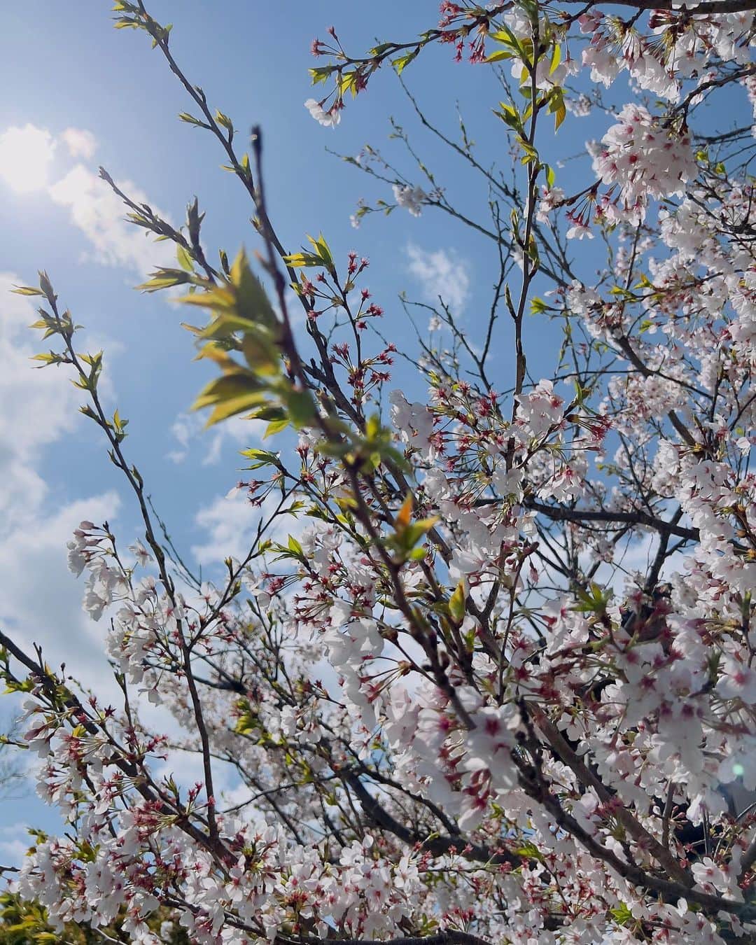 岡部亜紀さんのインスタグラム写真 - (岡部亜紀Instagram)「🌸🌿  散り際の桜も美しい  白淡いピンク濃いピンク赤そして緑 色のグラデーションが可愛くてたまらん  #今日の桜 #日本人は桜が好き #自然こそ芸術 #cherryblossom」4月3日 16時14分 - akiokabe