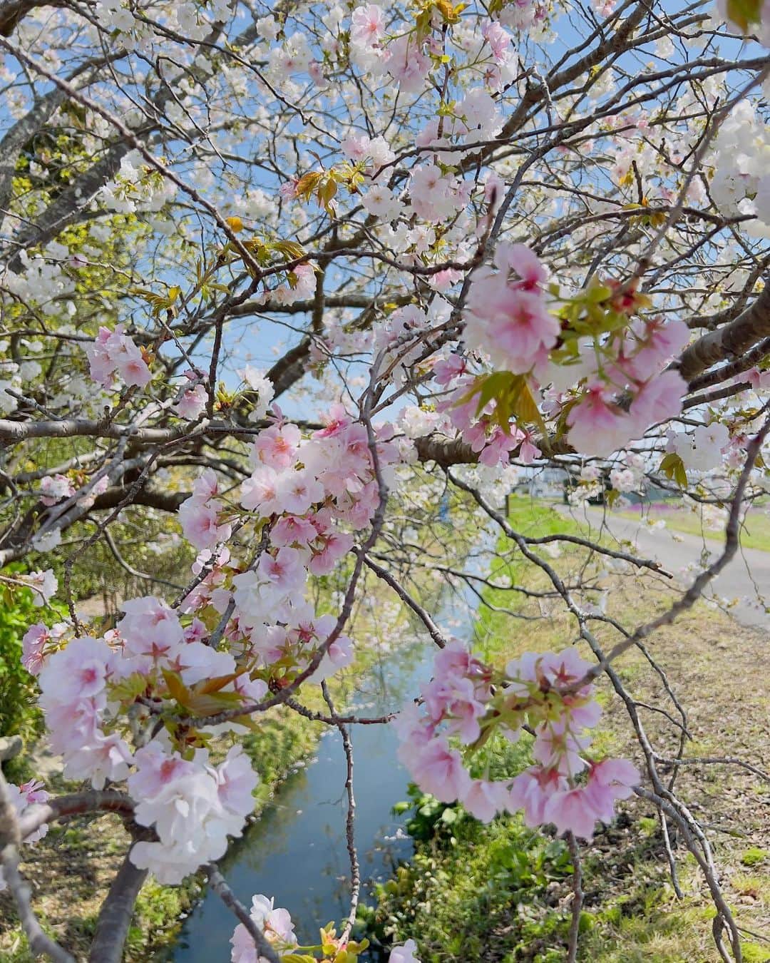 岡部亜紀のインスタグラム：「🌸🌿  散り際の桜も美しい  白淡いピンク濃いピンク赤そして緑 色のグラデーションが可愛くてたまらん  #今日の桜 #日本人は桜が好き #自然こそ芸術 #cherryblossom」